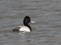 Lesser Scaup 7215